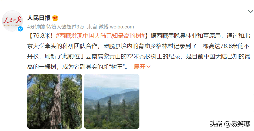 76.8米！西藏发现中国大陆已知最高的树，成名副其实的新“树王” 第1张