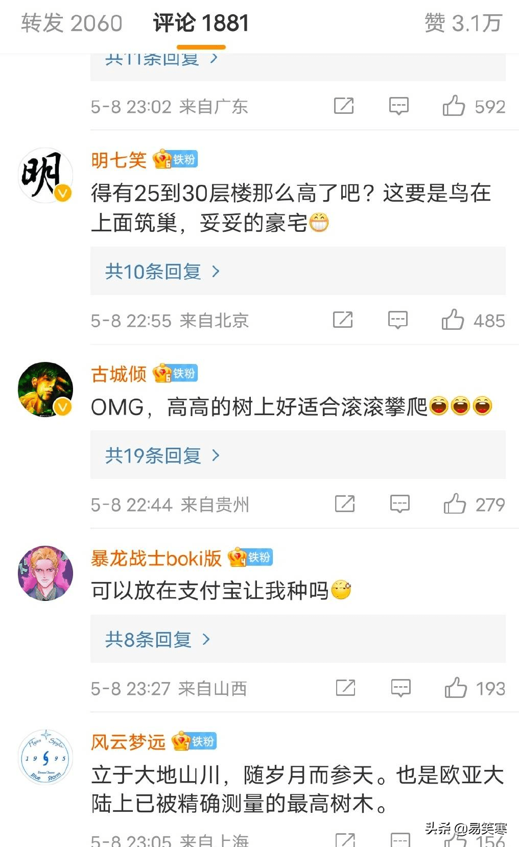 76.8米！西藏发现中国大陆已知最高的树，成名副其实的新“树王” 第11张