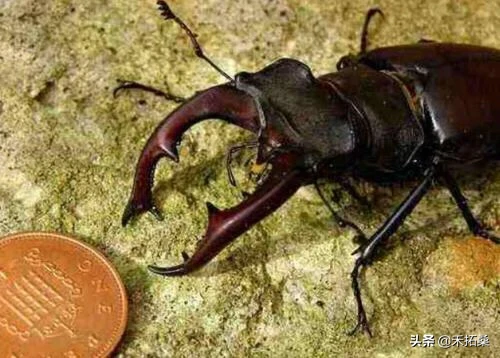 这家伙一只就值58万，可惜很多农村人不认识！ 第3张