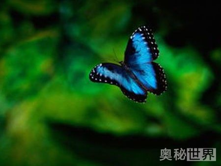 蝴蝶效应是什么意思,什么是蝴蝶效应 第7张