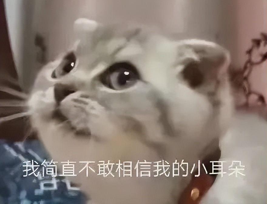 快抄作业！全国首个8500㎡“宠物方舱”已建成，并且免费 第1张
