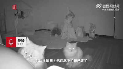 快抄作业！全国首个8500㎡“宠物方舱”已建成，并且免费 第11张