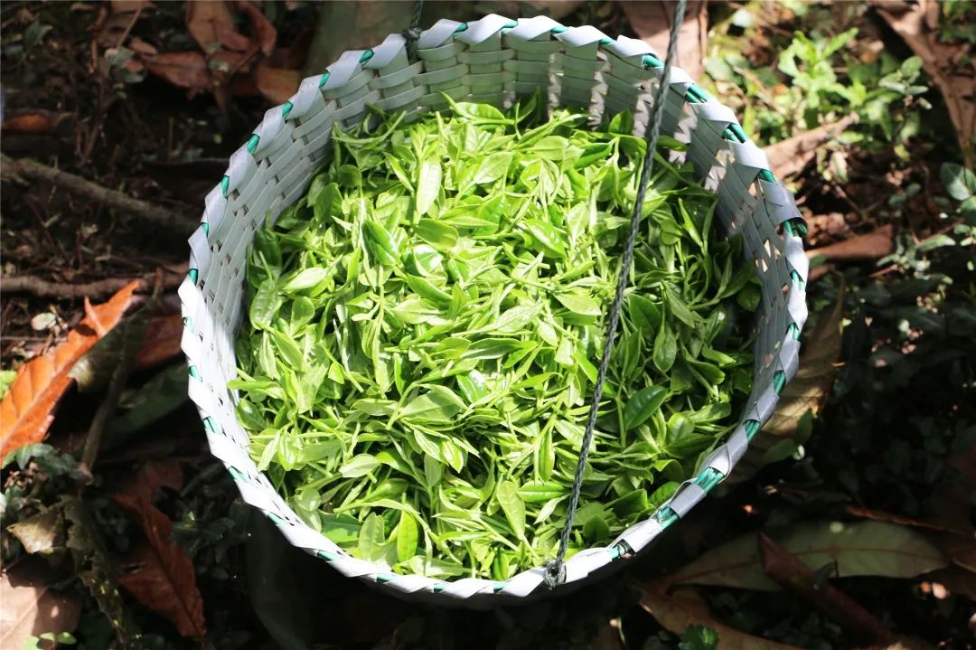 新茶上市，3招教你区分买到的是新茶还是陈茶 第1张
