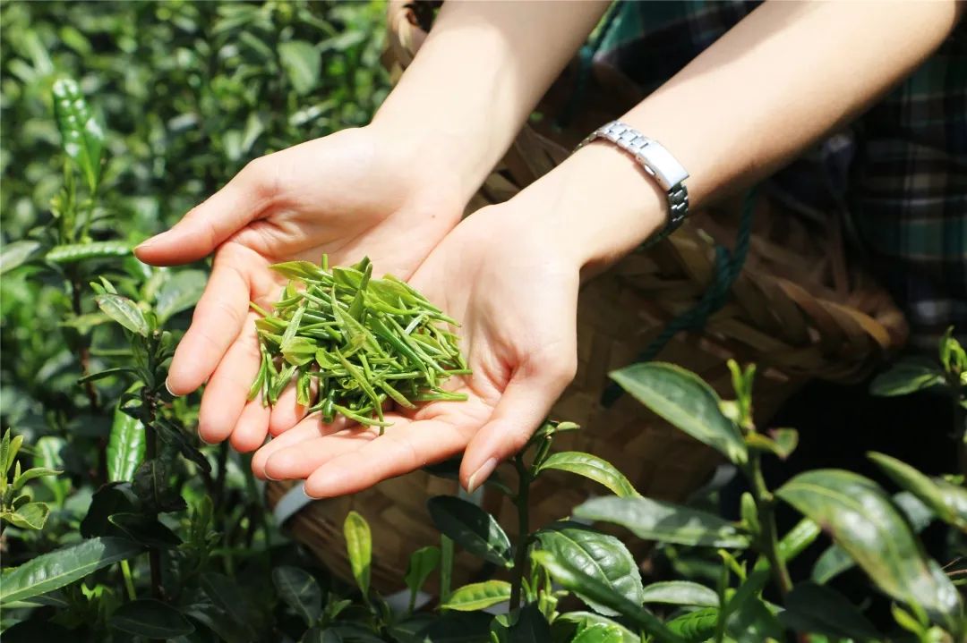 新茶上市，3招教你区分买到的是新茶还是陈茶 第5张