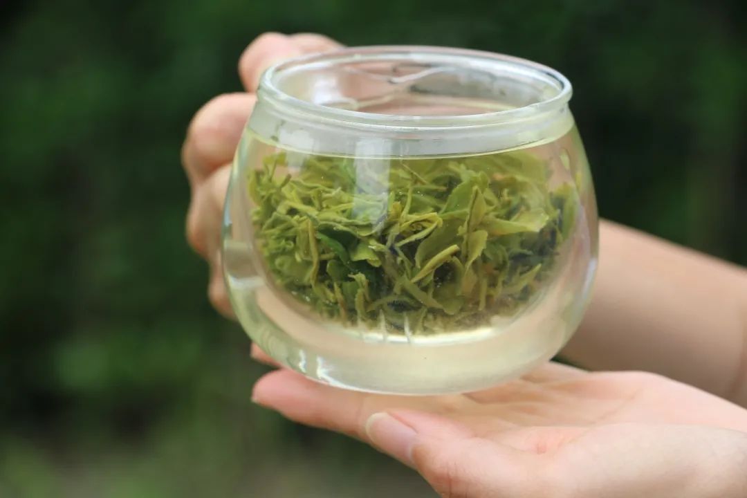 新茶上市，3招教你区分买到的是新茶还是陈茶 第11张