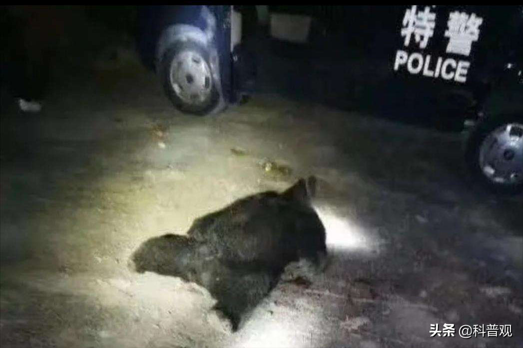 黑龙江发现两只黑熊“遛弯”，遇到黑熊该怎么办？装死可能会更糟 第3张