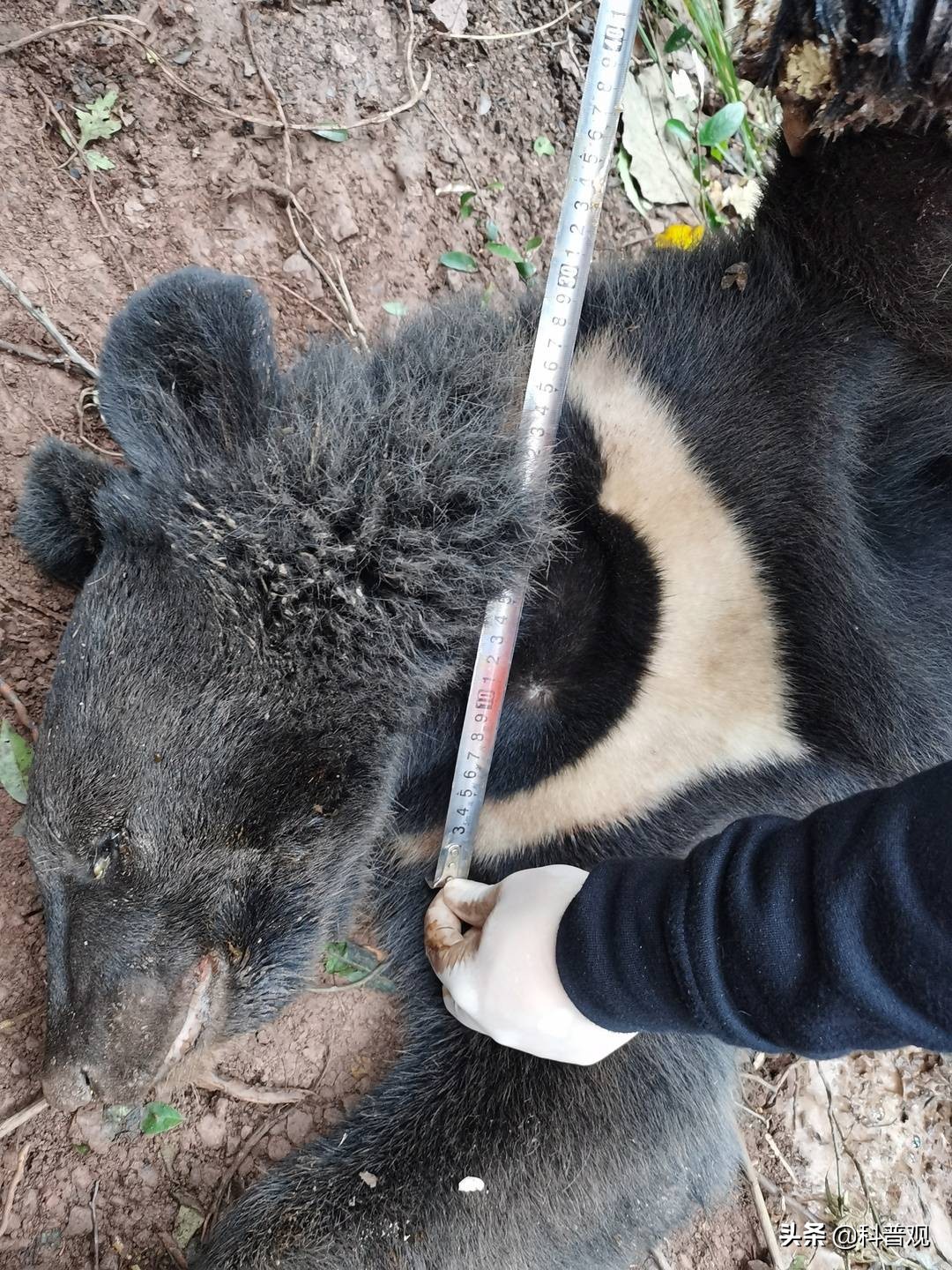 黑龙江发现两只黑熊“遛弯”，遇到黑熊该怎么办？装死可能会更糟 第5张