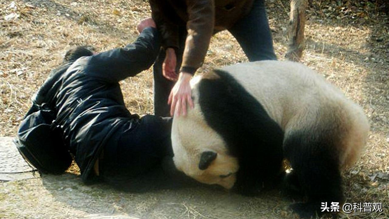 黑龙江发现两只黑熊“遛弯”，遇到黑熊该怎么办？装死可能会更糟 第23张