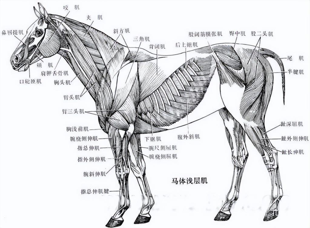 失去一条腿的大象都可以存活下来，为什么马的腿断了就必须死呢？ 第7张