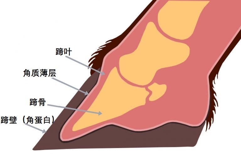 失去一条腿的大象都可以存活下来，为什么马的腿断了就必须死呢？ 第11张
