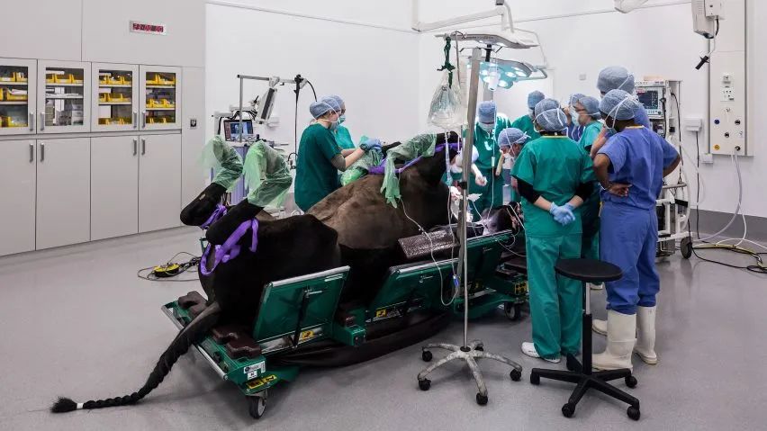 失去一条腿的大象都可以存活下来，为什么马的腿断了就必须死呢？ 第19张