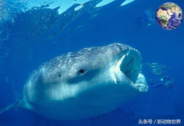世界上最大的鱼是什么鱼？ 第1张