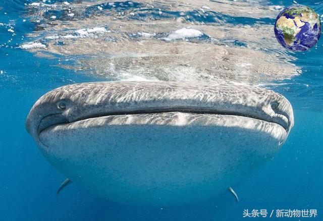 世界上最大的鱼是什么鱼？ 第5张