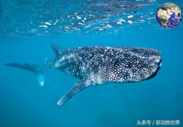 世界上最大的鱼是什么鱼？ 第7张