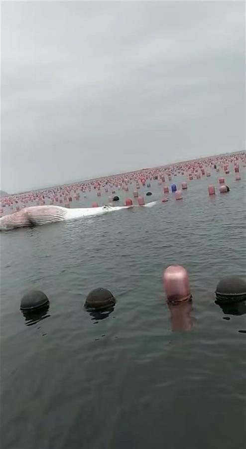 9米长鲸鱼搁浅大连海滩，目击者：发现时已经死亡 第1张