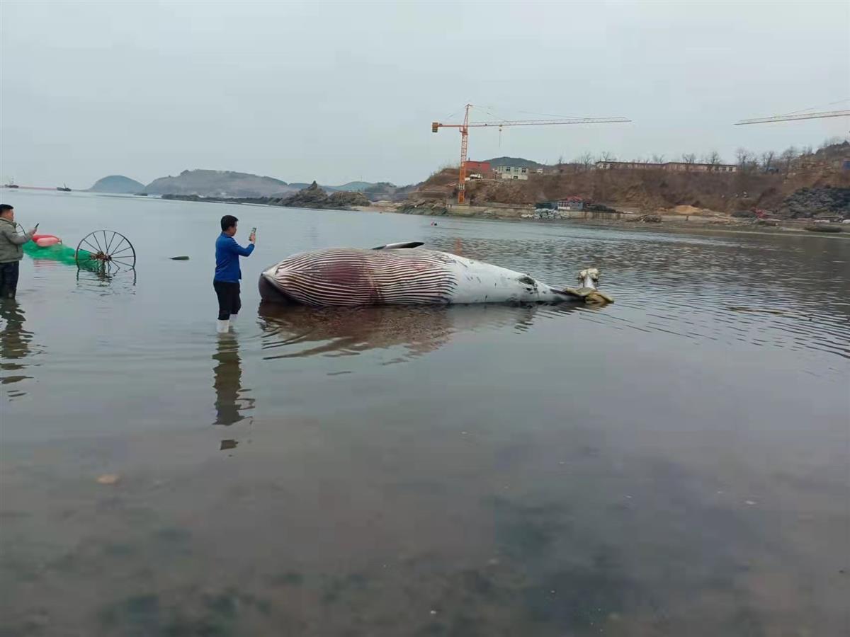 9米长鲸鱼搁浅大连海滩，目击者：发现时已经死亡 第3张