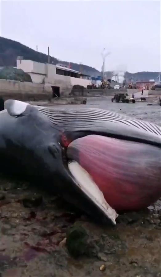 9米长鲸鱼搁浅大连海滩，目击者：发现时已经死亡 第5张
