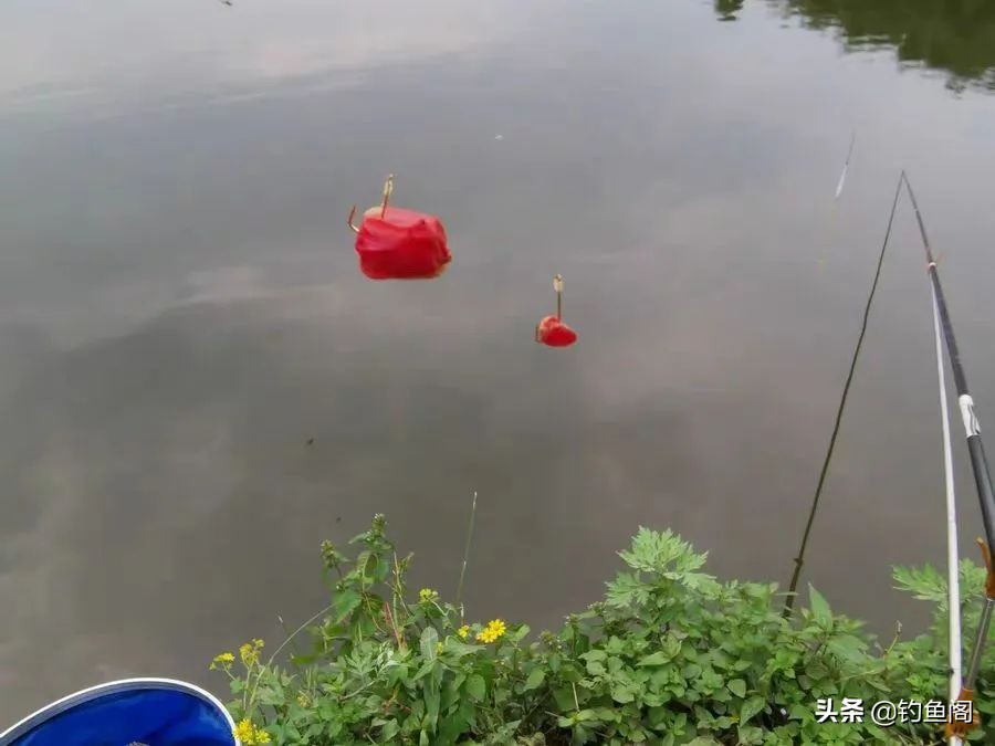 钓草鱼最好的饵料？老钓友告诉你就地取材才是最有效的 第1张