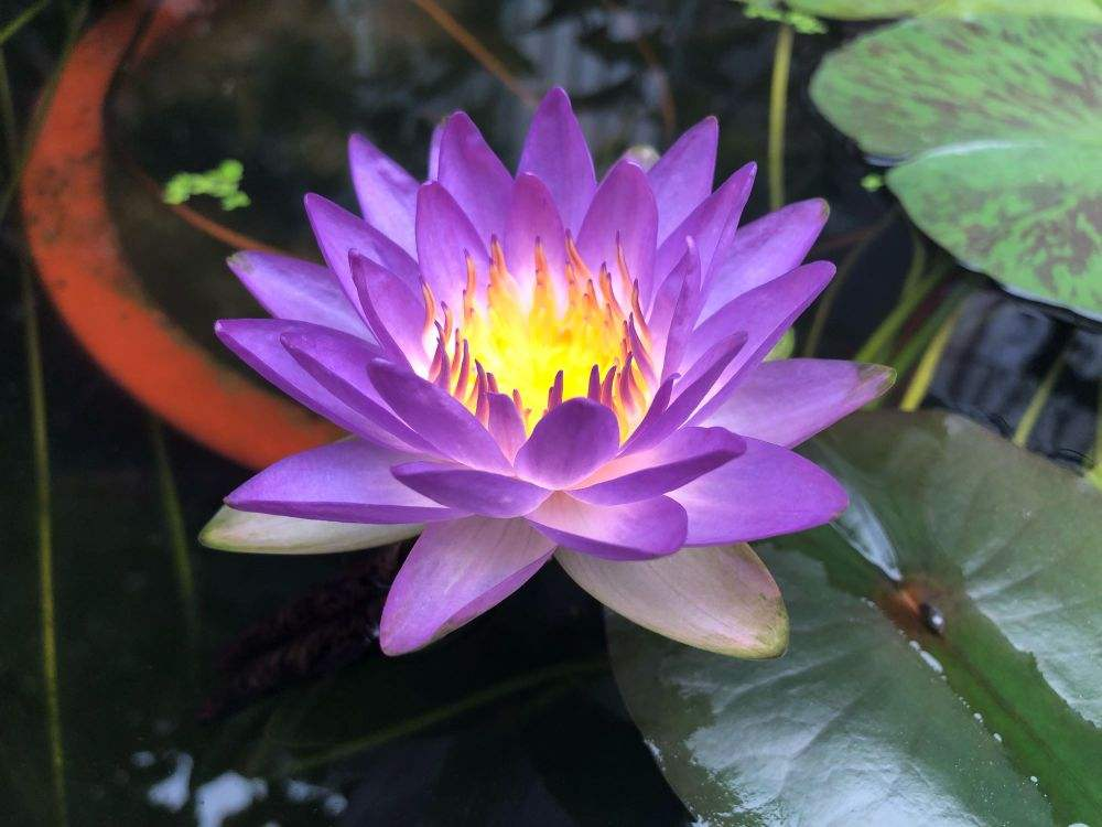 5种适合水培的植物，只需一盆水就能养，省心开花多 第1张