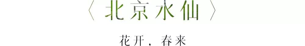 描写迎春花的句子（描写迎春花的拟人句分享） 第25张