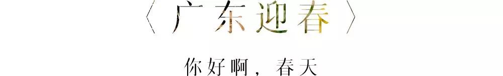 描写迎春花的句子（描写迎春花的拟人句分享） 第5张