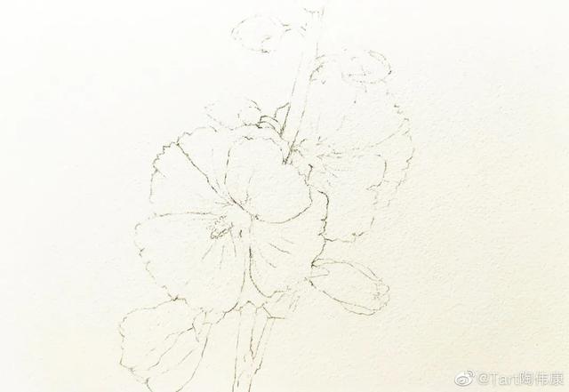 水彩花卉教程：怎么画蜀葵 第3张