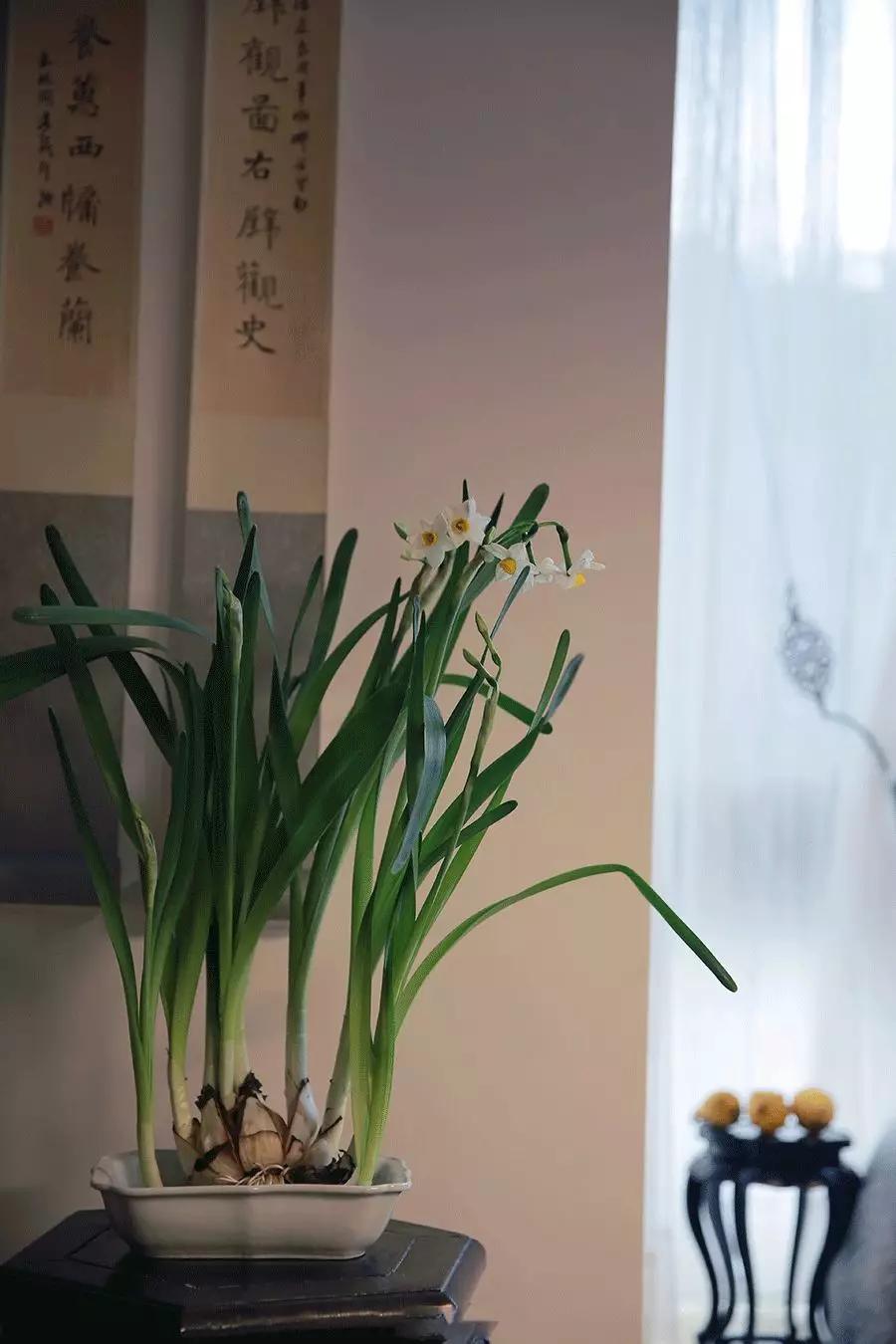 描写迎春花的句子（描写迎春花的拟人句分享） 第31张