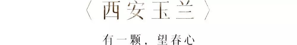 描写迎春花的句子（描写迎春花的拟人句分享） 第17张