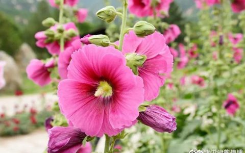 水彩花卉教程：怎么画蜀葵