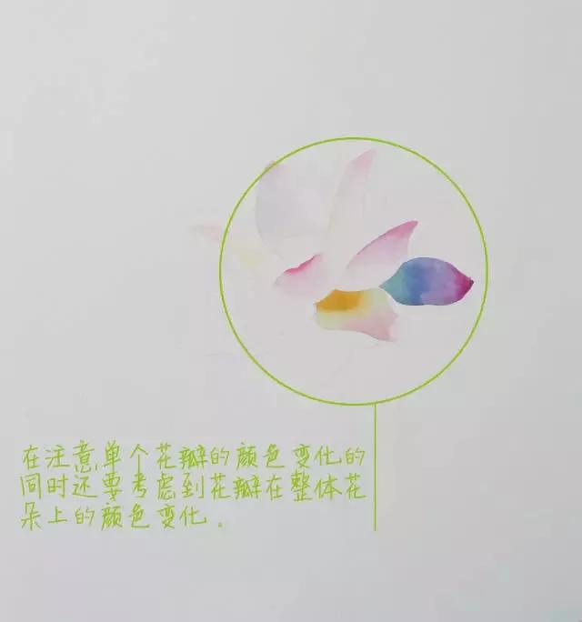 水彩画入门：一个超详细的水彩荷花教程 第117张