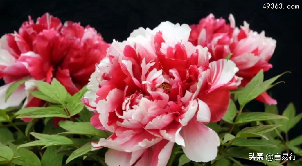 中国的国花是什么花（牡丹、荷花、菊花、梅花谁才是国花） 第1张