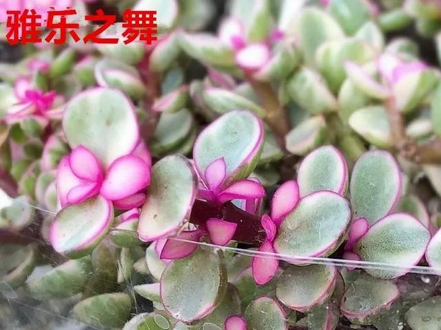 3 第5张