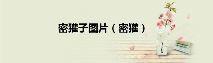 密獾子图片（密獾） 第1张