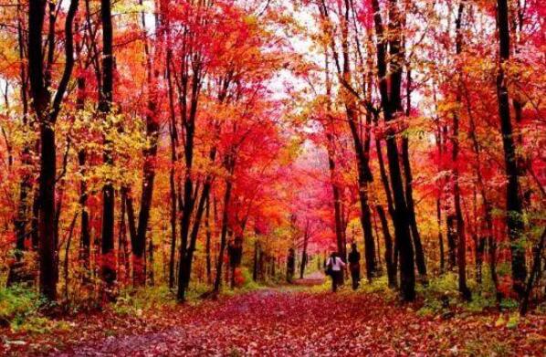 适合秋季旅游景点排名前十 中国十大赏秋胜地 第11张