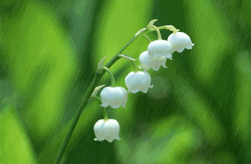 雨古诗词杜牧赏析（十首唯美唐宋雨诗赏析） 第9张