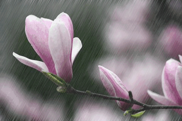 雨古诗词杜牧赏析（十首唯美唐宋雨诗赏析） 第15张