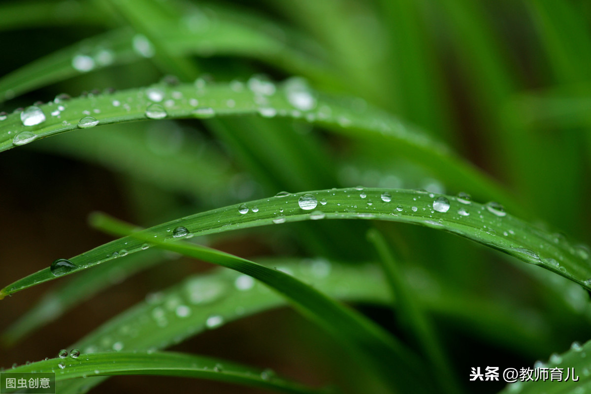 描写春天景物的诗句有哪些（关于描写春天景物的诗） 第1张