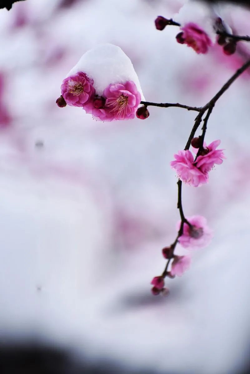 有关梅花的诗句有哪些（赞美梅花的10首经典诗词） 第25张