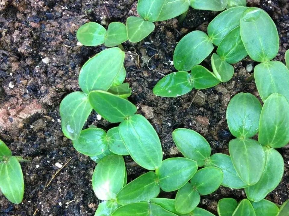 清明前后下一句谚语（清明有关的农谚语诗） 第5张