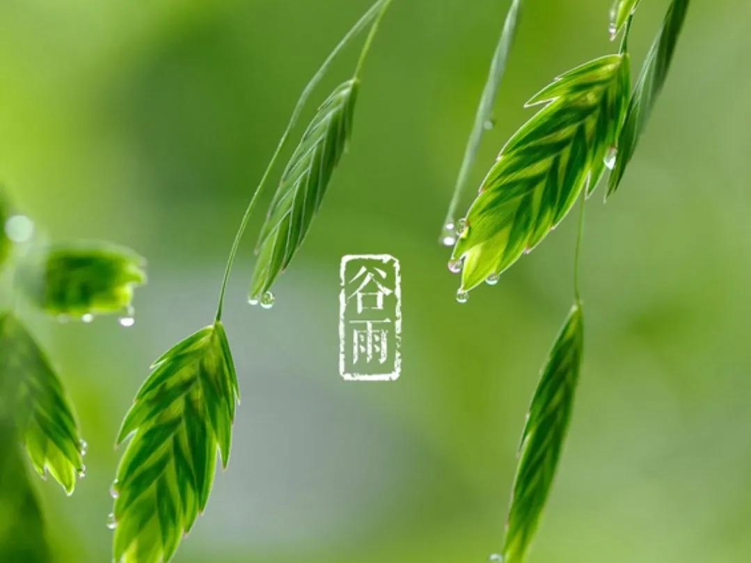 清明前后下一句谚语（清明有关的农谚语诗） 第7张