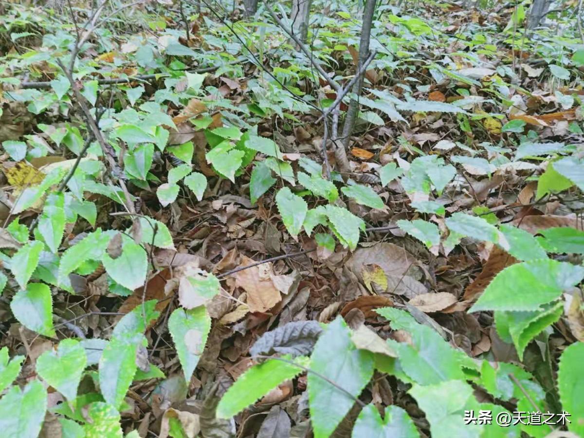 懒人种植十大紧缺药材（十种不愁销路的中药材品种） 第3张