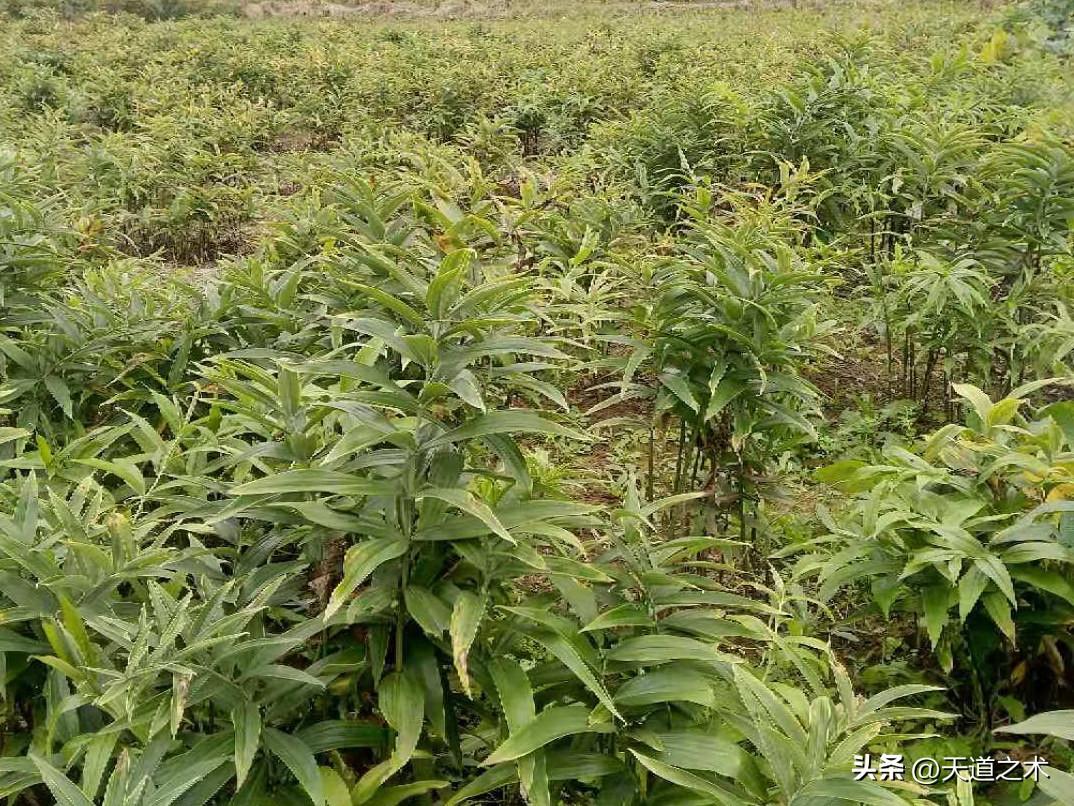 懒人种植十大紧缺药材（十种不愁销路的中药材品种） 第5张