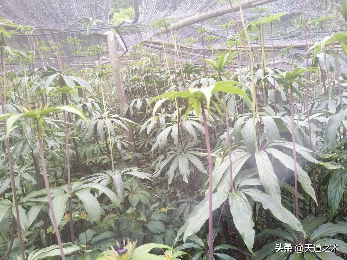懒人种植十大紧缺药材（十种不愁销路的中药材品种） 第9张