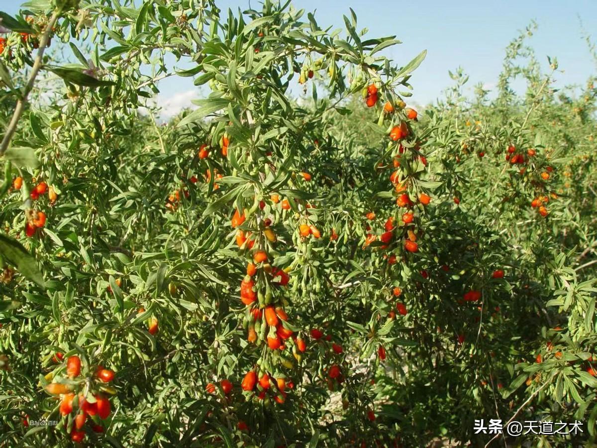 懒人种植十大紧缺药材（十种不愁销路的中药材品种） 第13张