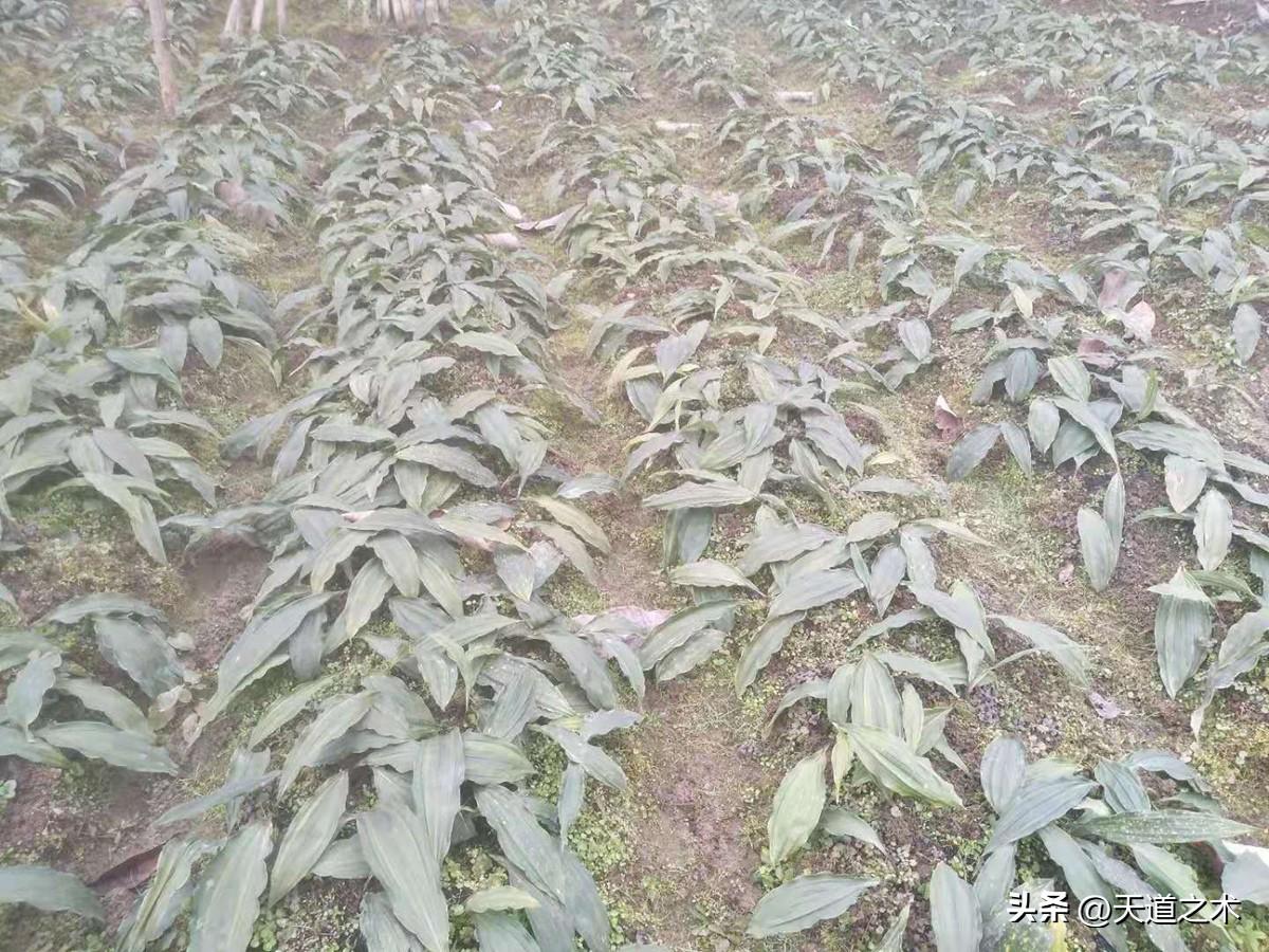 懒人种植十大紧缺药材（十种不愁销路的中药材品种） 第15张