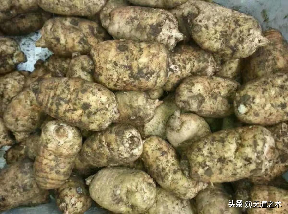懒人种植十大紧缺药材（十种不愁销路的中药材品种） 第17张