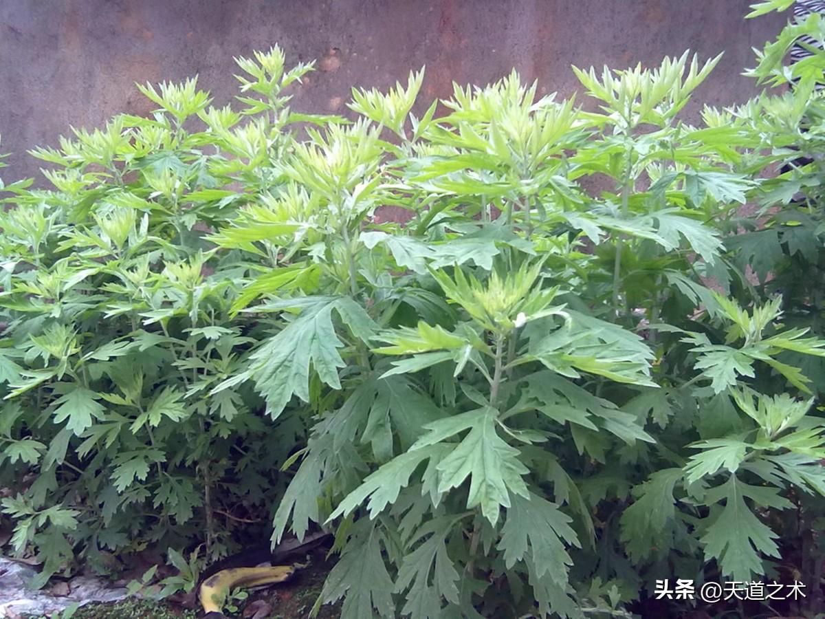 懒人种植十大紧缺药材（十种不愁销路的中药材品种） 第19张