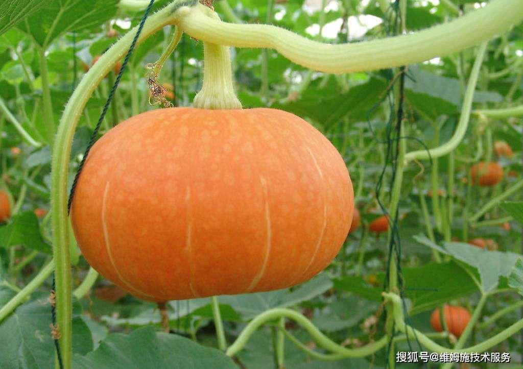 南瓜蔬菜种植小妙招 第1张