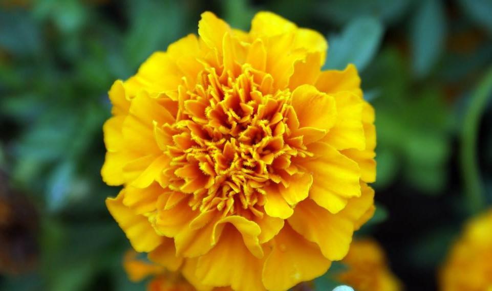 代表友谊的花送什么 第1张