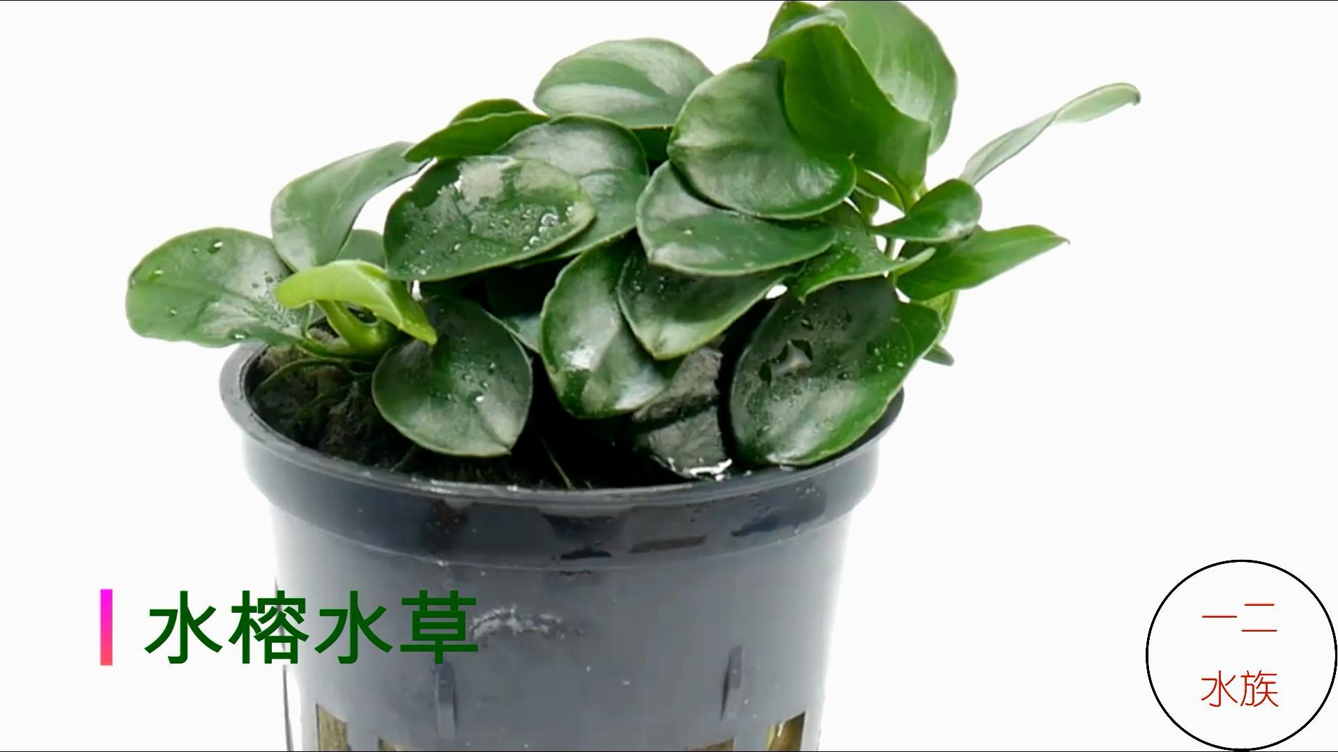 十大养不死水草（新手最易养活的10种水草） 第1张